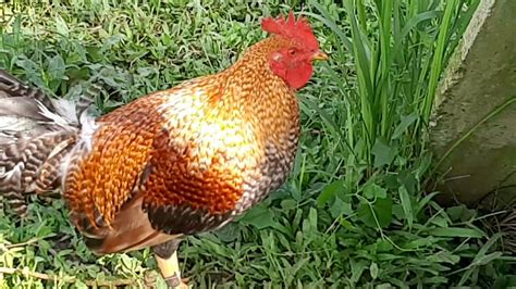 bulik na manok|Manok Na Bulik .